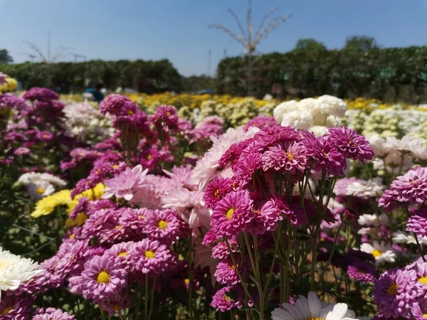 Beautiful chrysanthemum in the garden