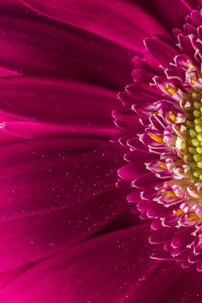 Pink flower background — Stock Photo, Image