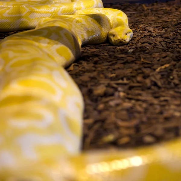 Yellow python background — Stock Photo, Image