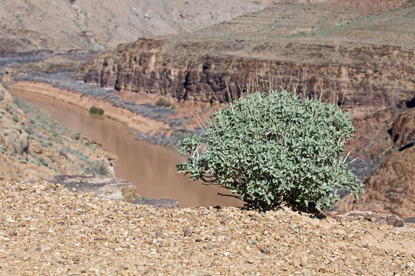 Prachtige grand canyon — Stockfoto