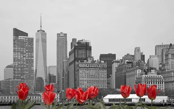 New York Şehri