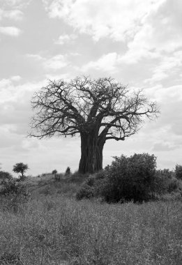 Siyah beyaz manzara Baobap Ağacı, Tanzanya