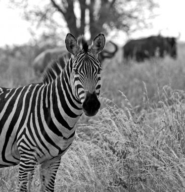Afrika vahşi zebra