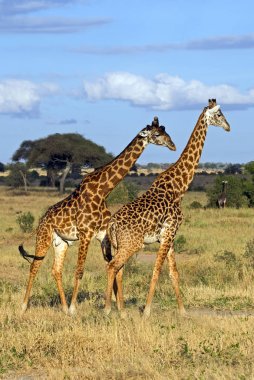 Vahşi Afrika zürafa