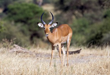 Afrika görkemli Impala
