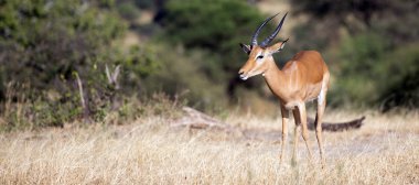 Afrika görkemli Impala
