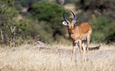 Afrika görkemli Impala