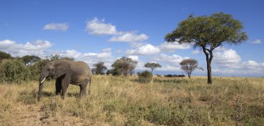 Savannah fil