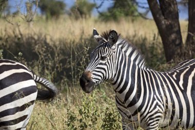 Afrika vahşi zebralar
