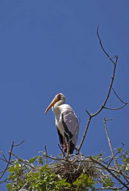 Beyaz Doğu Afrika safari alınan leylek