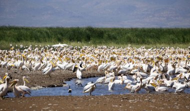 Migration of the pelicans in Manyara lake reserve, Tanzania clipart