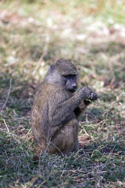 Maymun: Manyara Milli Park, Tanzanya