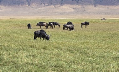 Vahşi wildebeest Doğu Afrika safari alınan