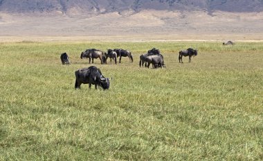 Wild wildebeest taken in east african safari clipart