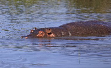 Vahşi hipopotam Havuzu