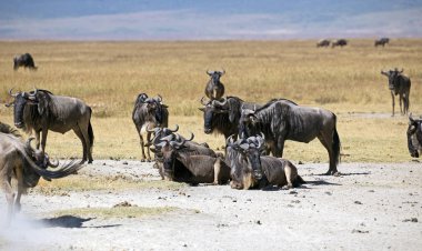 Vahşi wildebeest Doğu Afrika safari alınan
