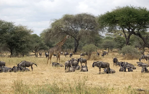 Gnus Selvagens Capturados Safári África Oriental — Fotografia de Stock