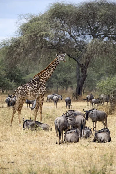 Wild Wildebeest Taken East African Safari — Stock Photo, Image