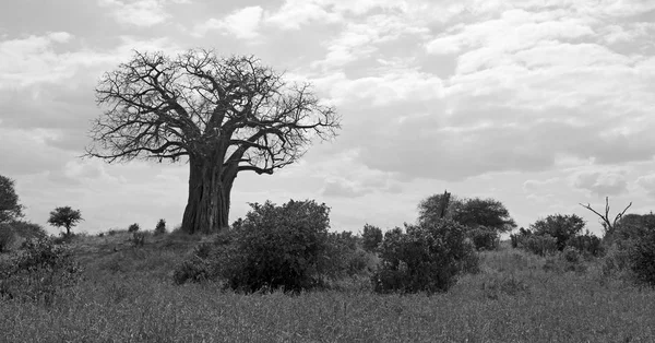 Paisagem Preto Branco Com Baobá Tanzânia — Fotografia de Stock