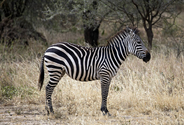 Beautiful zebra taken in Tarangire national park, Tanzania
