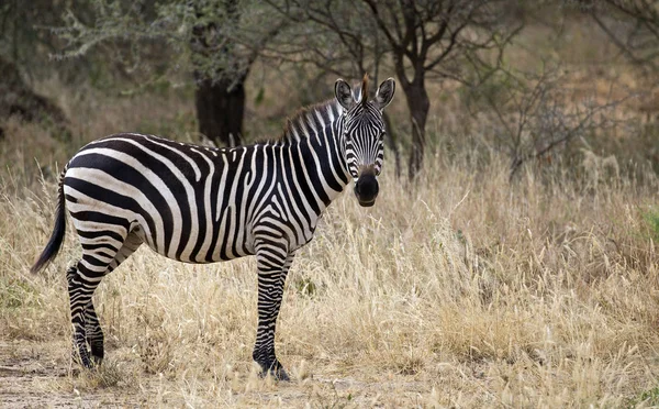 アフリカの野生のシマウマ — ストック写真