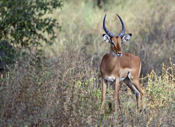 Африканський величний impala — стокове фото