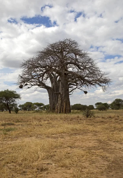 Baobá árvore paisagem — Fotografia de Stock