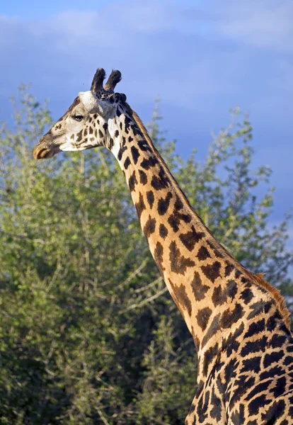 Girafa africana selvagem — Fotografia de Stock