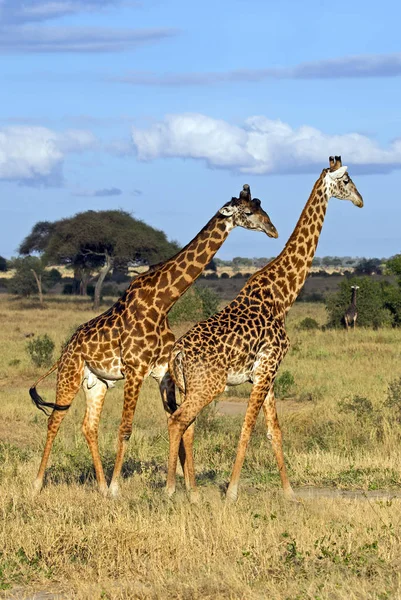 Wild Afrikaanse giraffe — Stockfoto