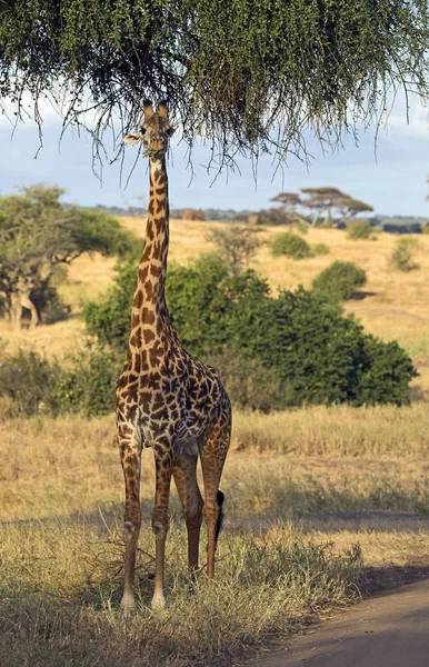 Girafe africaine sauvage — Photo