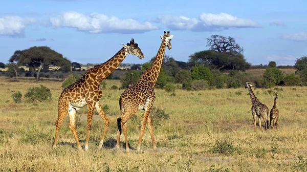 Girafe africaine sauvage — Photo