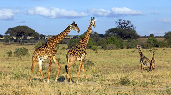Wild african giraffe taken in tanzania