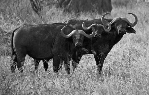 Vadon élő afrikai bivaly — Stock Fotó