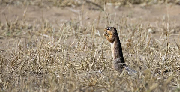 Little Mongoose Plain Serengeti National Park Tanzania — Stock Photo, Image