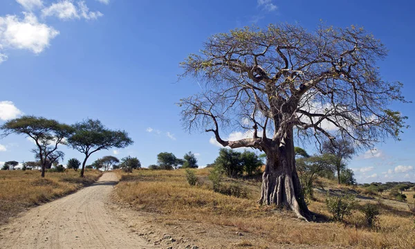 Baobá árvore paisagem — Fotografia de Stock