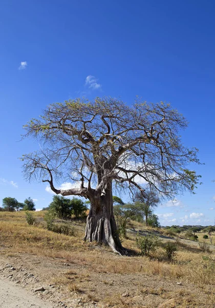 Baobá árvore paisagem — Fotografia de Stock