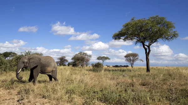 Éléphant dans la savane — Photo