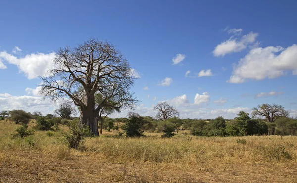 Baobá árvore paisagem — Fotografia de Stock