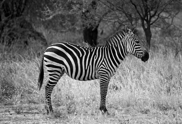 Afrikai vadon élő zebra — Stock Fotó