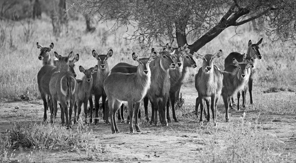 Groep Waterbok Kijken Camera Genomen Afrikaanse Safari — Stockfoto