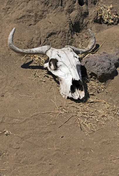 Buffalo skull in the desert in east Africa