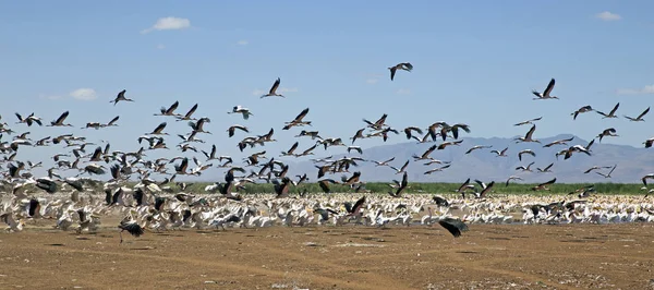 Migration of the pelicans in Manyara lake reserve, Tanzania
