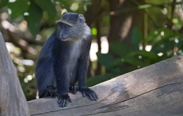 Африканський синій мавпи — стокове фото