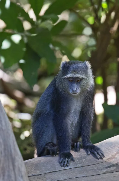 Африканський синій мавпи — стокове фото