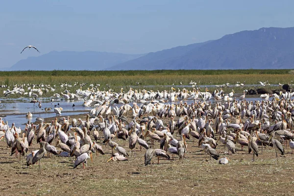 Migration Pelicans Manyara Lake Reserve Tanzania — Stock Photo, Image