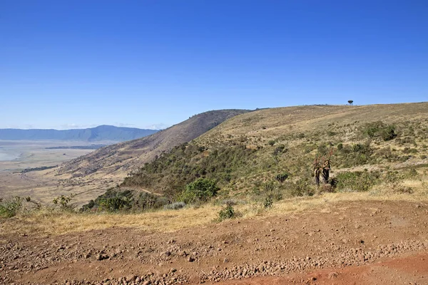 Krajobraz Parku Narodowego Serengeti Tanzania — Zdjęcie stockowe