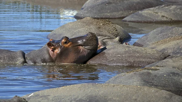 Vilda hippo pool — Stockfoto