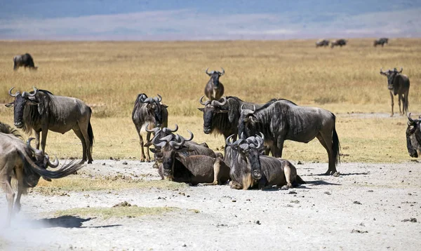 Les Gnous Sauvages Capturés Safari Afrique Est — Photo