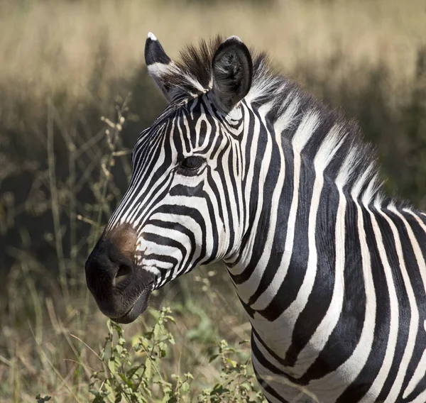 African wild zebras Stock Photo