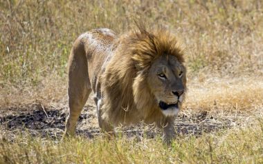 Aslan Kral